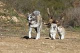 AKITA INU 027